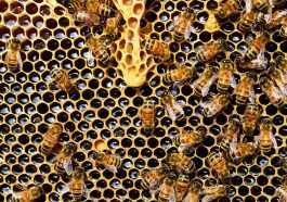 honeybees