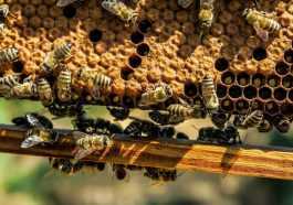 bees