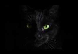 A black cat