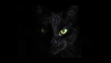 A black cat
