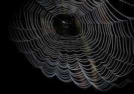 cobweb