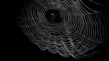 cobweb