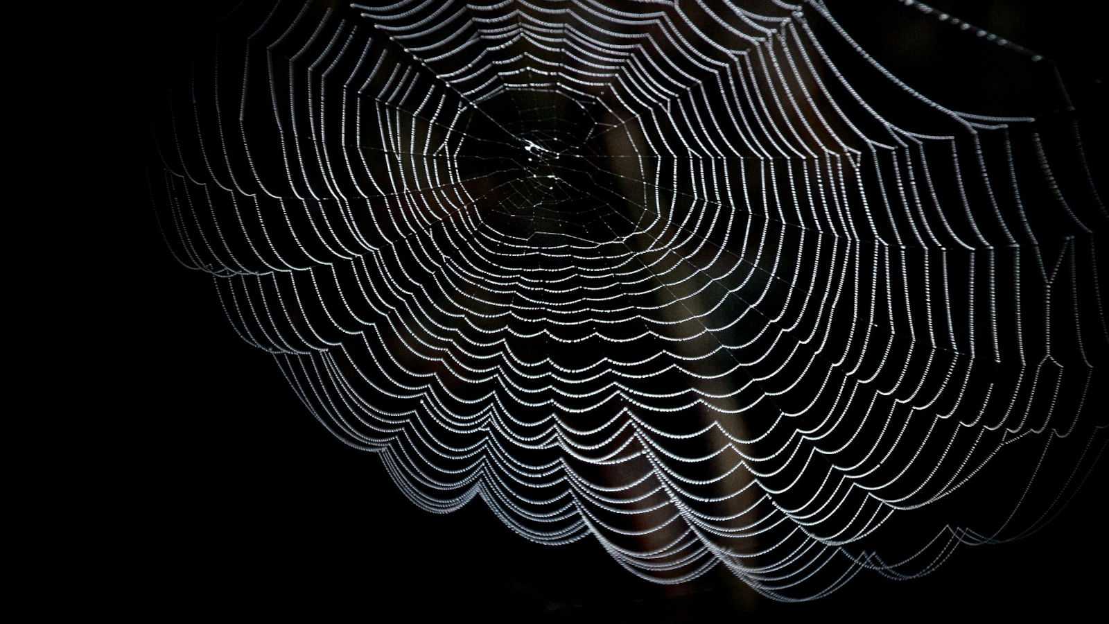 cobweb