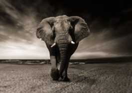 elephant