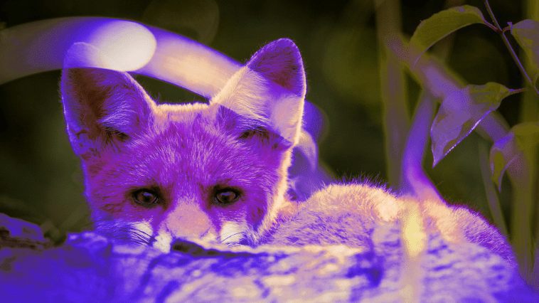 Malware Purple Fox distribué via des installateurs Telegram malveillants 1 purple-fox