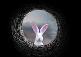 White Rabbit looking down a rabbit hole