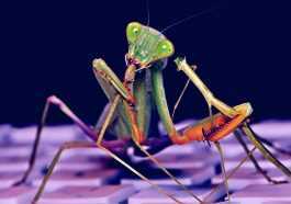 A praying mantis on a keyboard