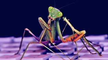 A praying mantis on a keyboard