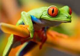 frog