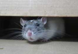 Rat hiding under furniture