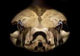 Snake