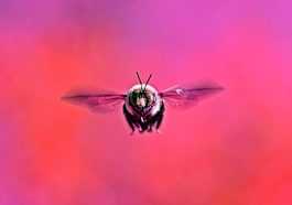 Le nouveau malware Bumblebee prend le relais de la livraison de ransomware de BazarLoader