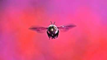 Le nouveau malware Bumblebee prend le relais de la livraison de ransomware de BazarLoader