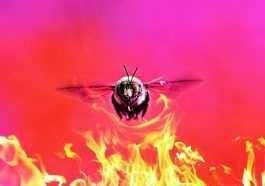 Bumblebee malware takes over BazarLoader