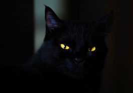 Black cat