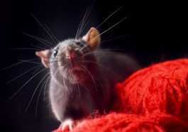 RAT