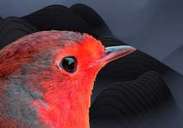 Red robin bird