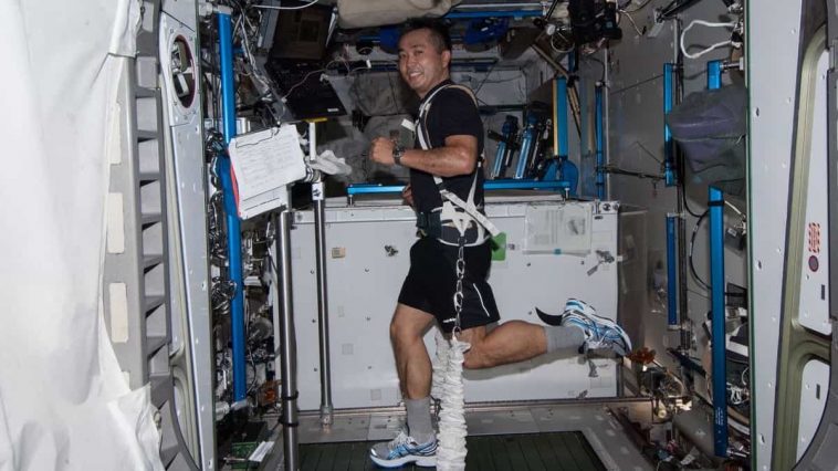 Des chercheurs ont élaboré un plan pour minimiser l'atrophie musculaire des astronautes 1 Astronauta