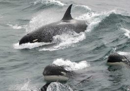 Orcas a coulé un voilier au large de Sines !  5 personnes secourues