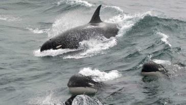 Orcas a coulé un voilier au large de Sines !  5 personnes secourues