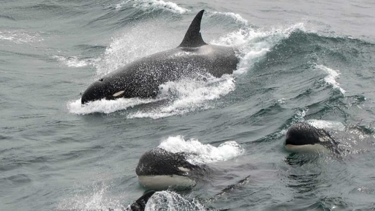 Orcas a coulé un voilier au large de Sines !  5 personnes secourues