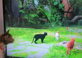Gato a ver Stray