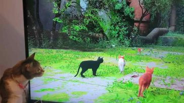 Gato a ver Stray