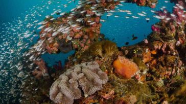 Great Barrier Reef na Austrália