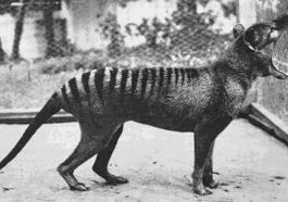 O extinto Tigre da Tasmânia poderá