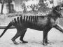 O extinto Tigre da Tasmânia poderá