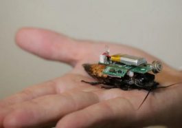Des scientifiques ont créé un cafard cyborg à énergie solaire 93 Barata ciborgue