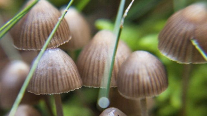 Champignons hallucinogènes 