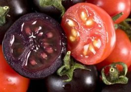 Tomate roxo