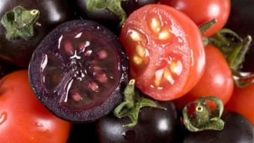 Tomate roxo