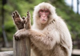 Macaco
