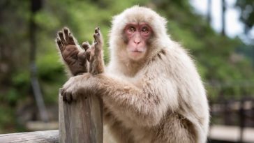 Macaco