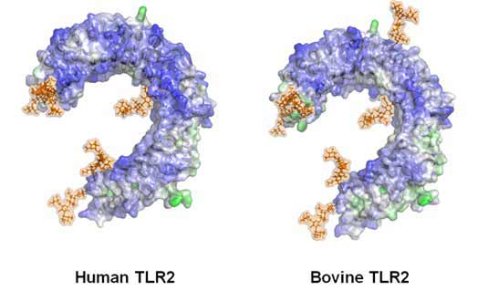 TLR2 : la protéine qui pourrait aider à réduire les décès par cancer 3 1667938804 563 TLR2 la proteine qui pourrait aider a reduire les