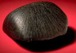 Le mystère d'une météorite martienne qui fait vomir les cochons 103 Le mystère d'une météorite martienne qui fait vomir les cochons