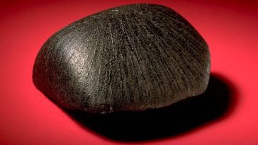 Le mystère d'une météorite martienne qui fait vomir les cochons