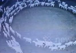 Imagem das ovelhas em círculo na Mongólia
