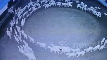Imagem das ovelhas em círculo na Mongólia