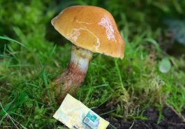 La peau de champignon peut être utilisée pour créer des puces électroniques biodégradables
