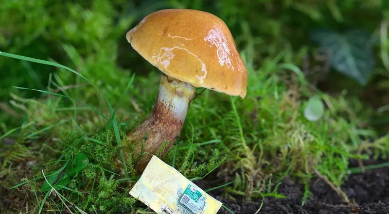 La peau de champignon peut être utilisée pour créer des puces électroniques biodégradables