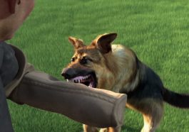 Jeu d'entraînement d'animaux en route avec Animal Trainer Simulator