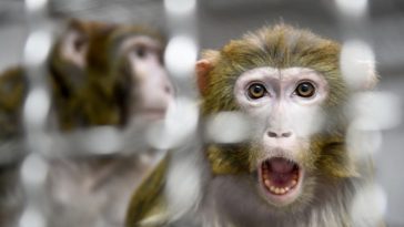Macaco