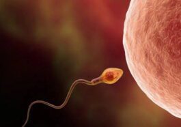 Les scientifiques ont réussi à créer des œufs à partir de cellules mâles
