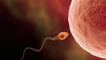 Les scientifiques ont réussi à créer des œufs à partir de cellules mâles