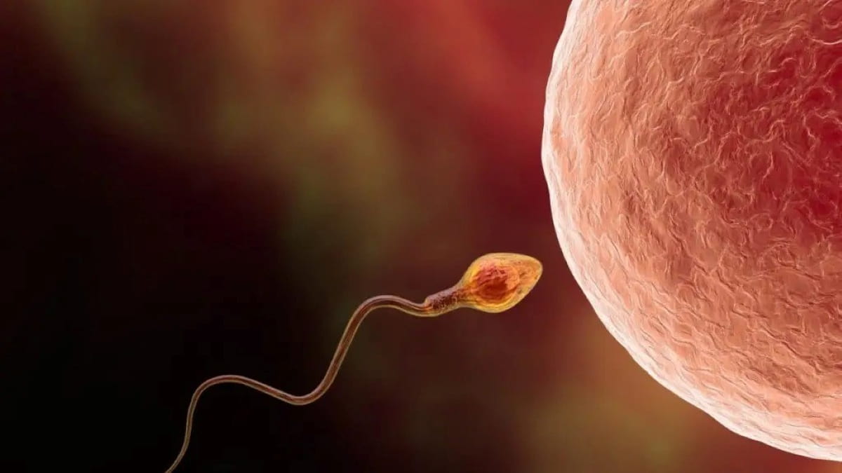 Les scientifiques ont réussi à créer des œufs à partir de cellules mâles