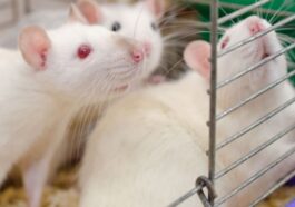 Ratos de laboratório