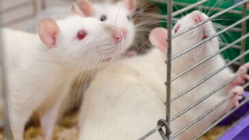 Ratos de laboratório